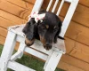 Dachshund (Miniature Long Haired)
