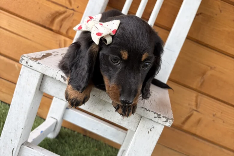Dachshund (Miniature Long Haired)
