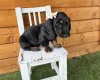 Dachshund (Miniature Long Haired)