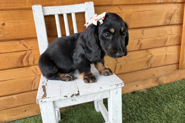 Dachshund (Miniature Long Haired)