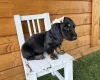 Dachshund (Miniature Long Haired)