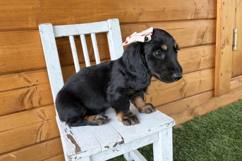Dachshund (Miniature Long Haired)