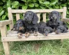 Dachshund (Miniature Long Haired)