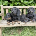 Dachshund (Miniature Long Haired)