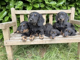 Dachshund (Miniature Long Haired)