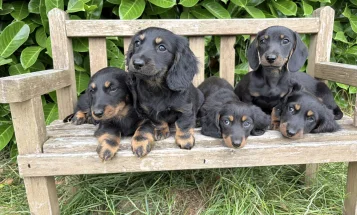 Dachshund (Miniature Long Haired)