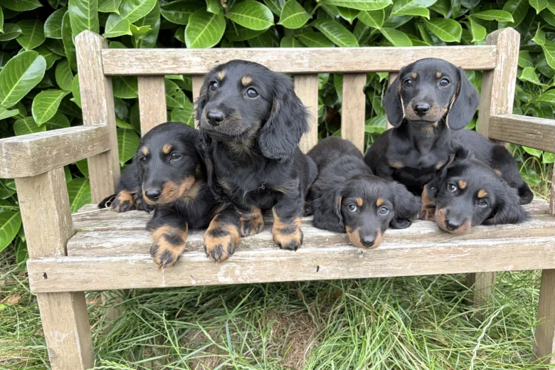 Dachshund (Miniature Long Haired)
