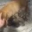 Dachshund (Miniature Long Haired)