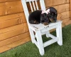 Dachshund (Miniature Long Haired)