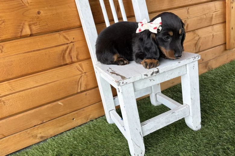Dachshund (Miniature Long Haired)
