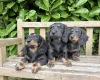 Dachshund (Miniature Long Haired)