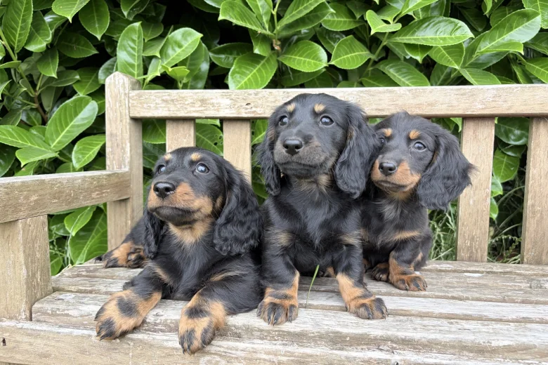 Dachshund (Miniature Long Haired)