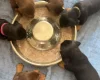 Dachshund (Smooth Haired)