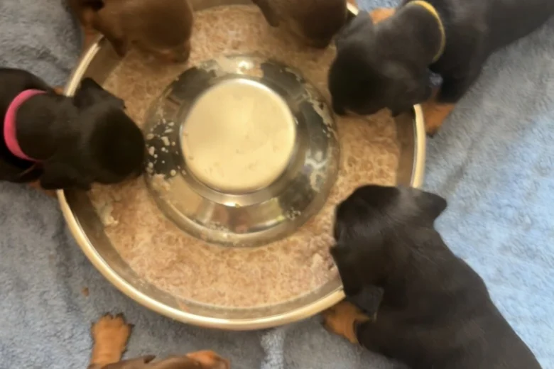 Dachshund (Smooth Haired)