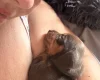 Dachshund (Smooth Haired)