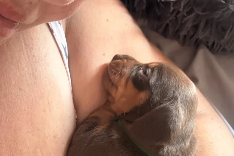 Dachshund (Smooth Haired)