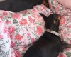 Dachshund (Smooth Haired)