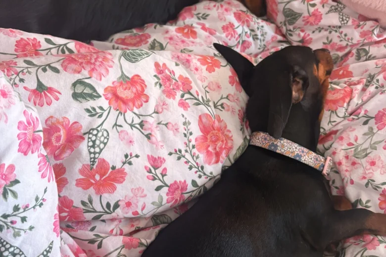 Dachshund (Smooth Haired)