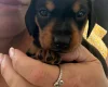 Dachshund (Smooth Haired)