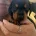 Dachshund (Smooth Haired)