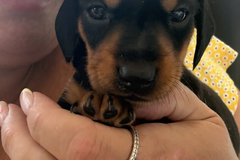 Dachshund (Smooth Haired)