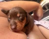 Dachshund (Smooth Haired)