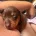 Dachshund (Smooth Haired)
