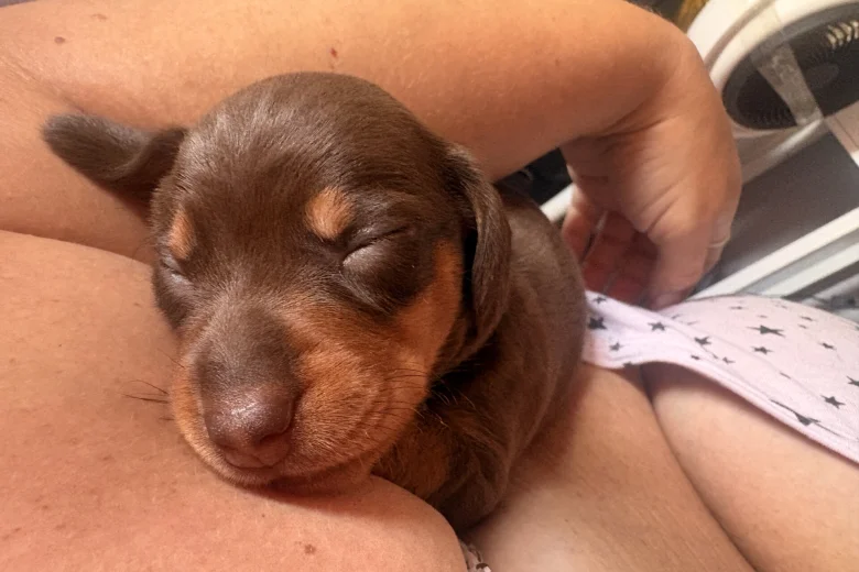 Dachshund (Smooth Haired)