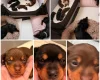 Dachshund (Smooth Haired)
