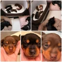 Dachshund (Smooth Haired)