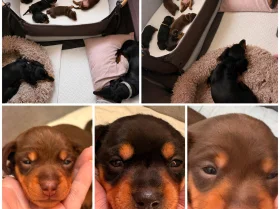 Dachshund (Smooth Haired)