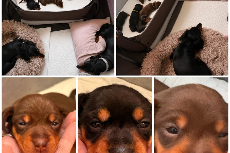 Dachshund (Smooth Haired)