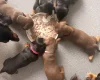 Dachshund (Smooth Haired)