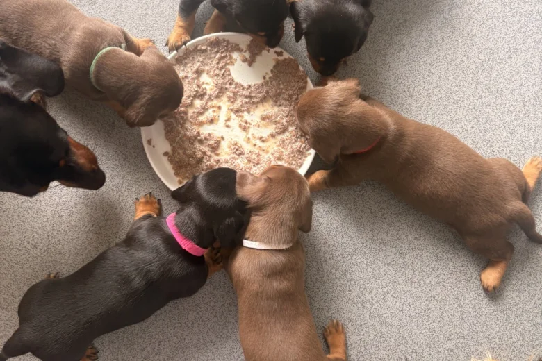 Dachshund (Smooth Haired)