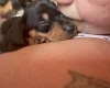 Dachshund (Smooth Haired)