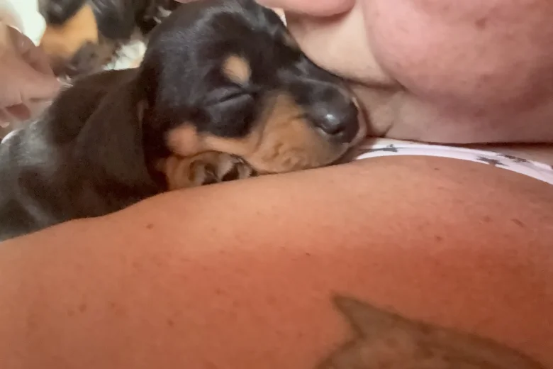 Dachshund (Smooth Haired)