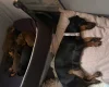 Dachshund (Smooth Haired)