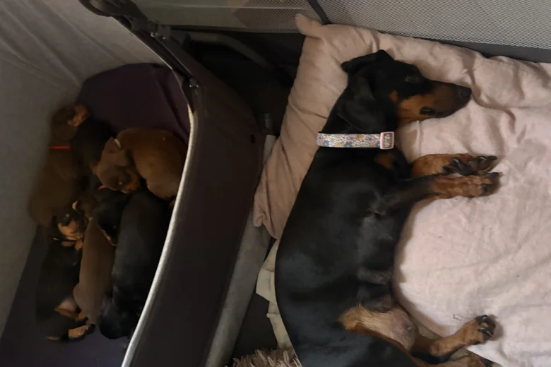 Dachshund (Smooth Haired)