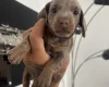 Dachshund (Miniature Smooth Haired)
