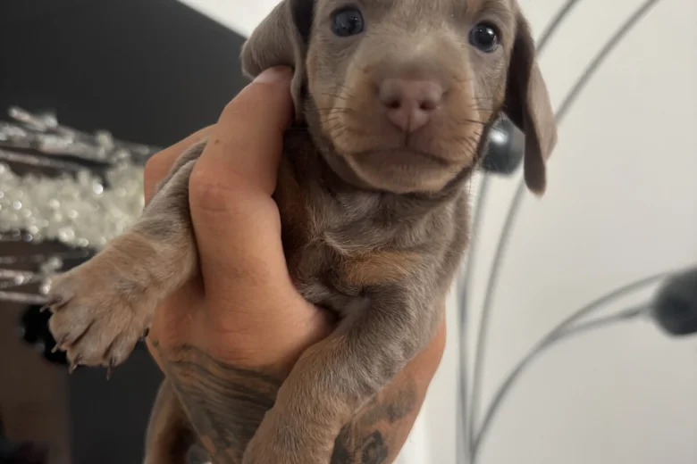 Dachshund (Miniature Smooth Haired)