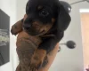 Dachshund (Miniature Smooth Haired)