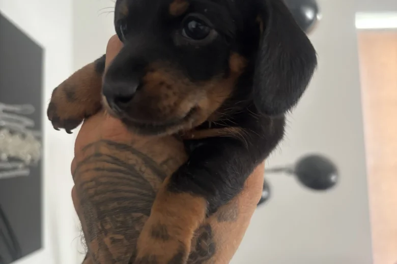 Dachshund (Miniature Smooth Haired)