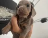 Dachshund (Miniature Smooth Haired)