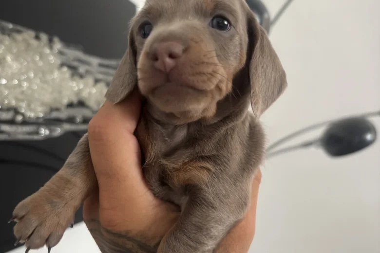 Dachshund (Miniature Smooth Haired)