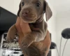 Dachshund (Miniature Smooth Haired)