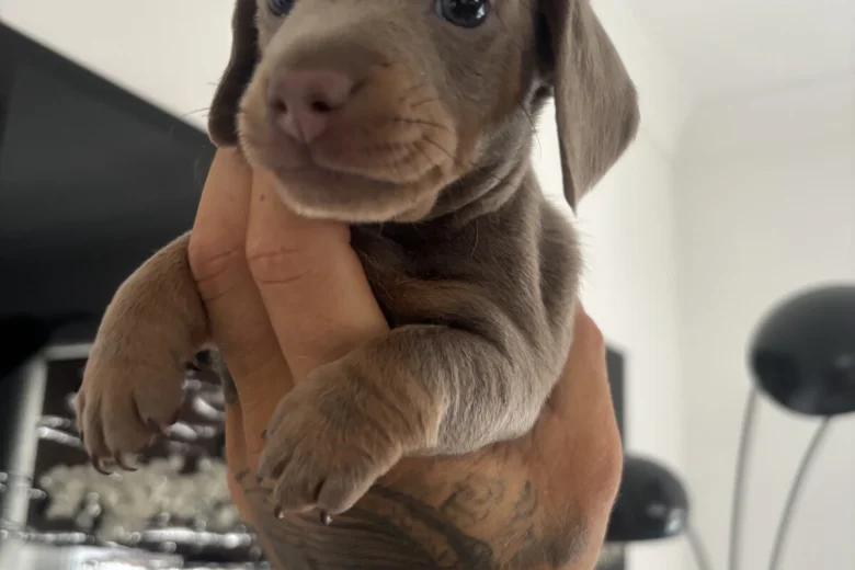 Dachshund (Miniature Smooth Haired)