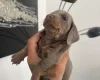 Dachshund (Miniature Smooth Haired)