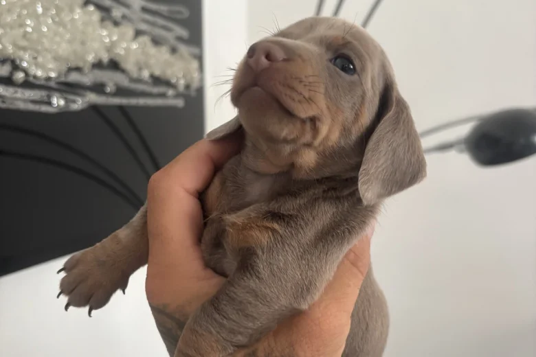 Dachshund (Miniature Smooth Haired)