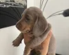 Dachshund (Miniature Smooth Haired)