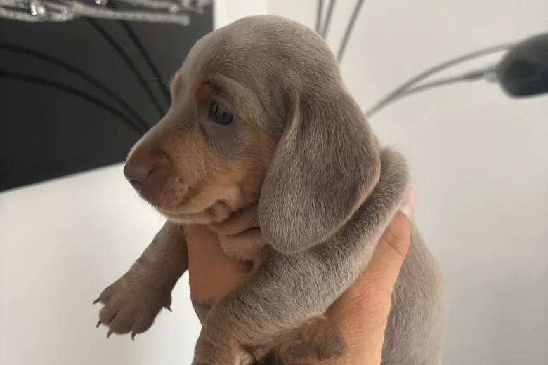 Dachshund (Miniature Smooth Haired)